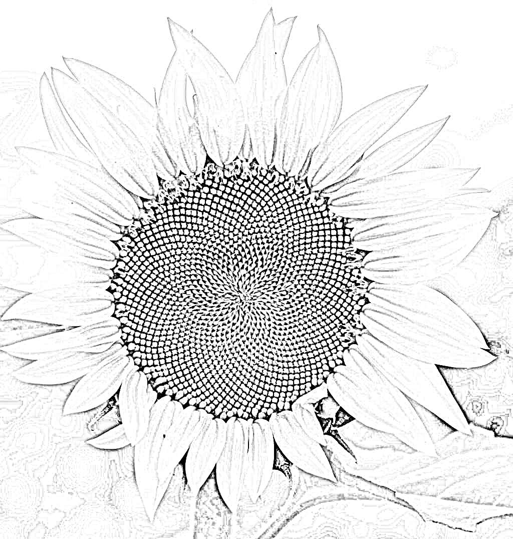 How to Turn a Photo Into Pen Art